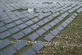 مزارع للطاقة الشمسية في الصين، مع صفوف من الألواح الشمسية وتواجد قطعان من الأغنام، تعكس جهود البلاد في الطاقة المتجددة.